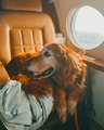 Jet-Setting Couple Takes Their Pack of Hounds on a World Tour Aboard a Private Jet