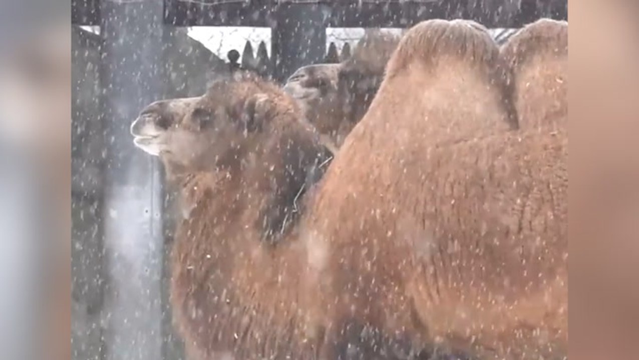 Polar bears, tigers, and camels enjoy snow day at Illinois zoo