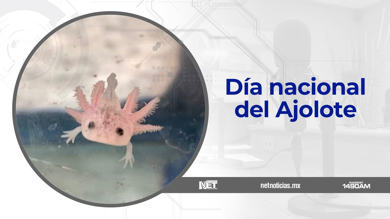 Día Nacional del Ajolote