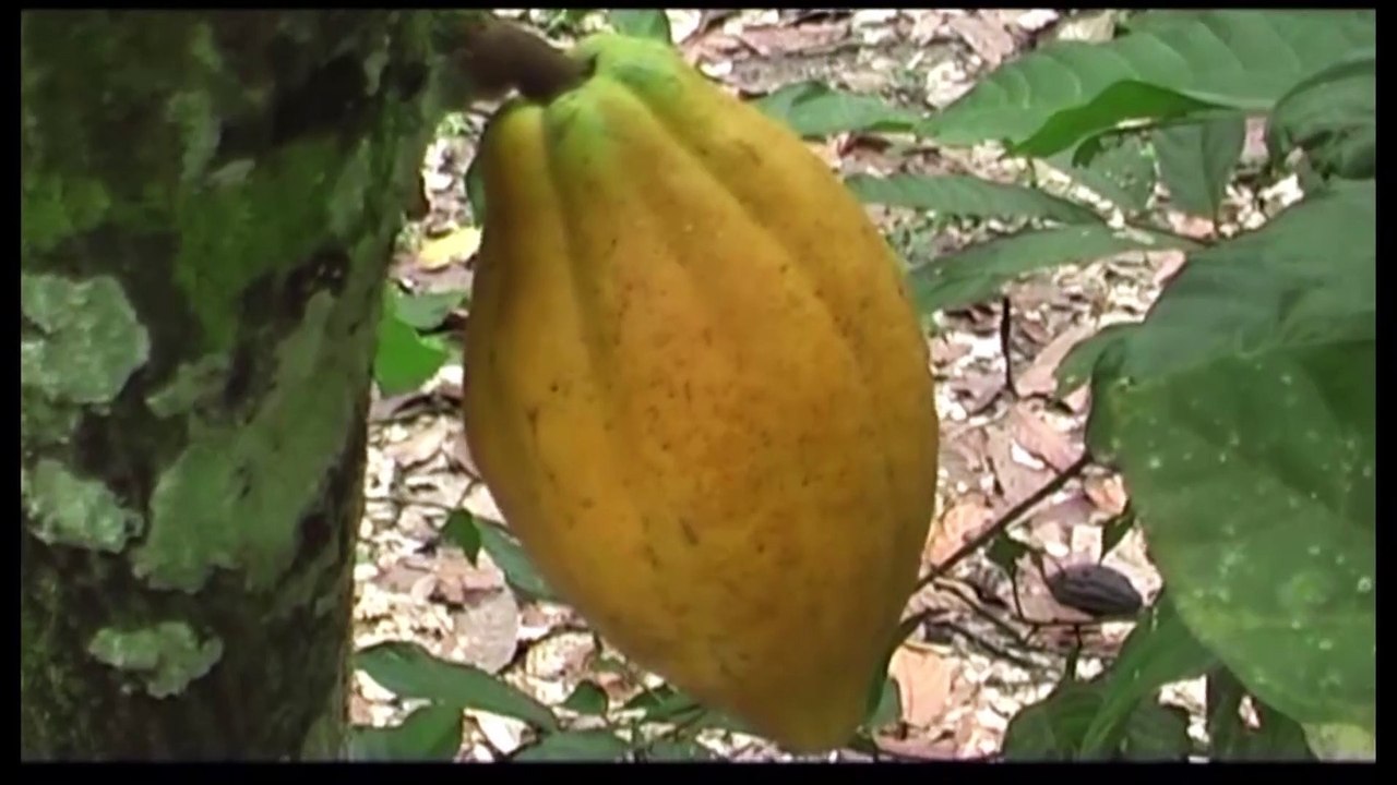 Résumé du Conseil des Ministres du 1er février 2023 sous la présidence de Alassane Ouattara #RTIinfo