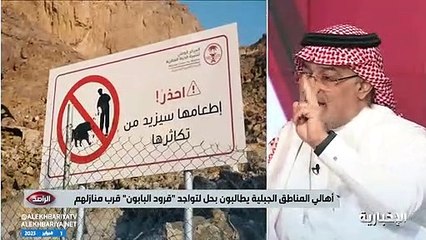 الحياة الفطرية: يوجد بالمملكة 40 ألف قرد بابون