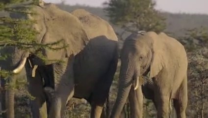 #Wild Animals walking  Elephants