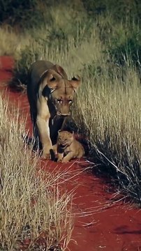 Mommy lion dribbles her tiny cub like a soccer ball ⚽️