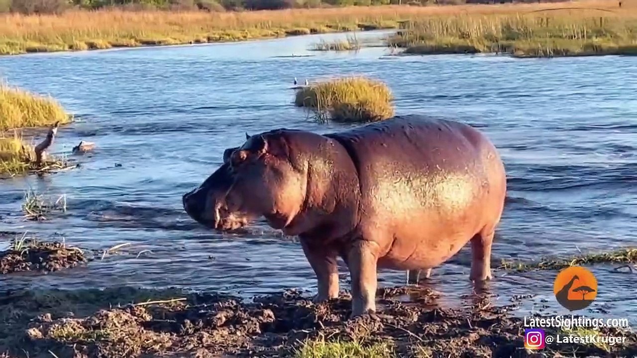 THE BEST ANIMAL SIGHTINGS OF 2022