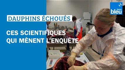 Dauphins échoués : ces scientifiques qui mènent l'enquête