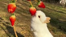 Beautiful and cute rabbit videos  2023