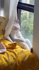 Funny cat videos | cute cats | Try not to laugh | Cat videos Compilation 2023