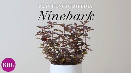 Everything You Need to Know About Ninebark