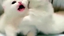 Funny and cute cat video - Animals videos 2023