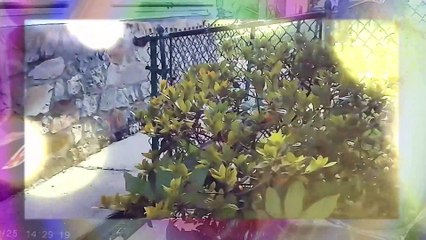 Taking out trash l coming home from store 9 26 22 l Powerdirector.compressed