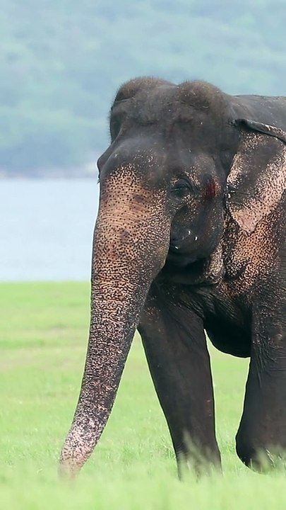 big wild elephant