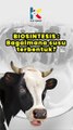 BIOSINTESIS : SUSU  BAGAIMANA SUSU TERBENTUK?