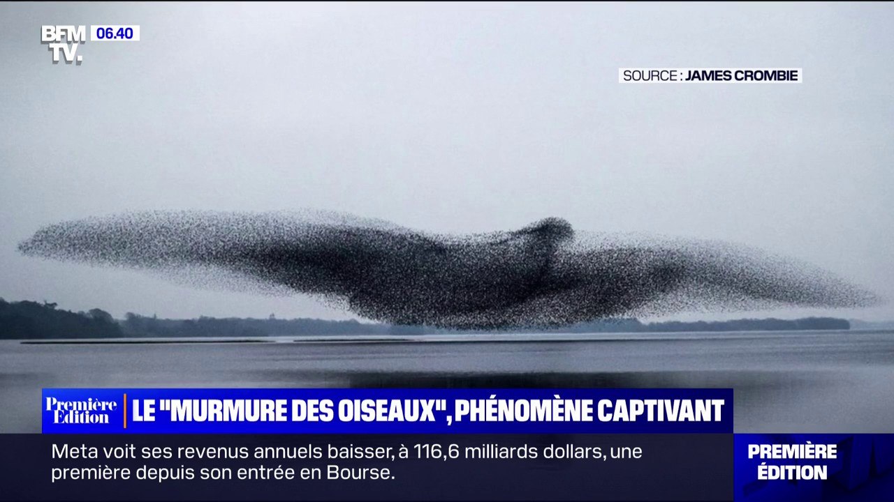 Le "murmure des oiseaux", ces nuées compactes et mouvantes qui nous fascinent dans le ciel