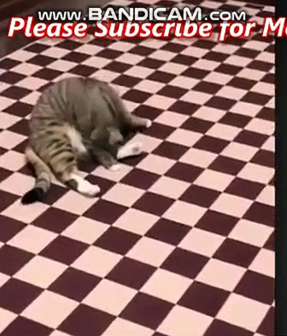 NK FUNNY PETS #7