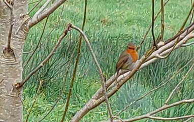 Robin redbreast chirping in Derry