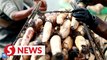 Lotus root harvest: purity and profits for farmers in east China