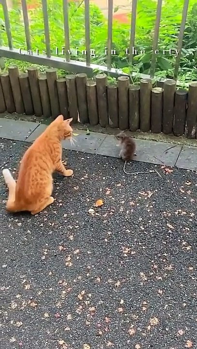 Cat living in cityI Is this your cat? Street Cat I Cat and Litte Mouse