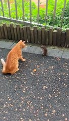 Cat living in cityI Is this your cat? Street Cat I Cat and Litte Mouse