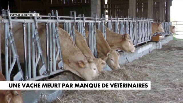 Une vache meurt par manque de vétérinaires
