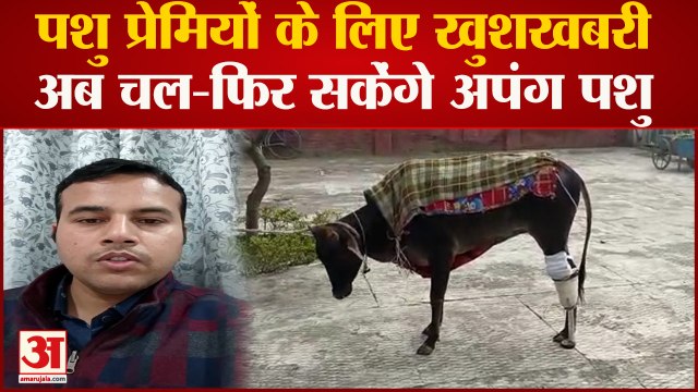 Bareilly News : अपंग पशु भी अब चल-फिर सकेंगे, IVRI के वैज्ञानिकों ने बनाया कृत्रिम पैर | UP News