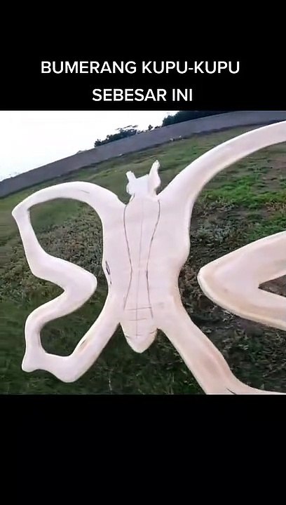 Super large unique butterfly I Kupu-kupu unik super besar