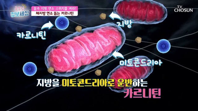 『 카르니틴 』 체지방 감소에 도움을 주는 특별한 비책 TV CHOSUN 230202 방송