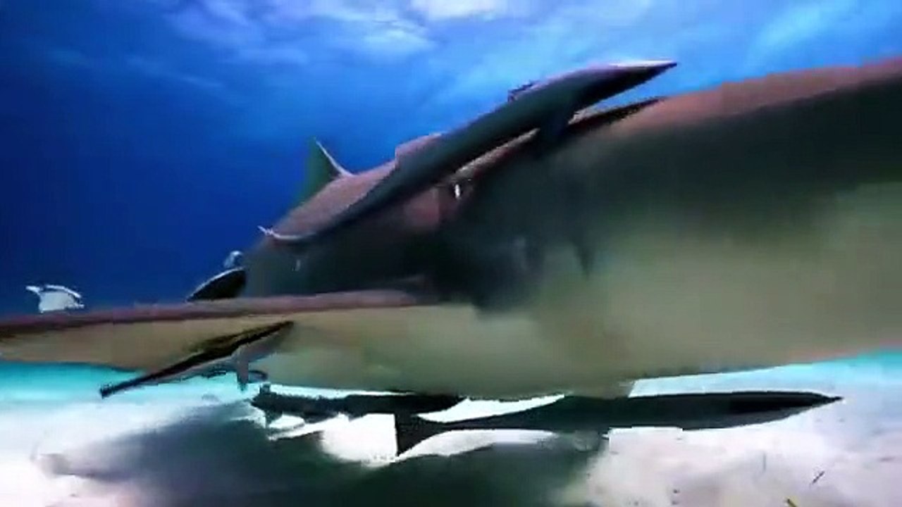 Shark Week - Se33 - Ep20 - Sharks of Ghost Island HD Watch