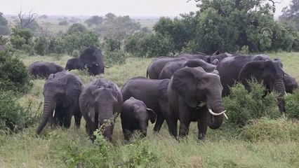 Afrika'nın en gözde safari merkezlerinden "Kruger Ulusal Parkı"