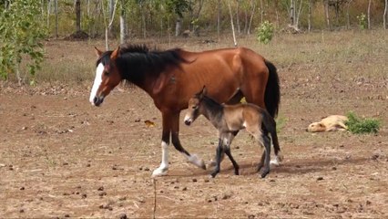 Conoce a Romeo, el Mulo que enamora por su belleza