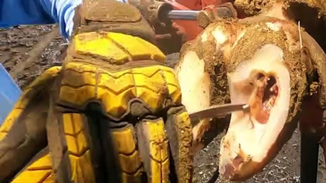 ABSCESS BURST OPEN DEEP HOLE cows hoof is PEELING OFF! Cow 9002