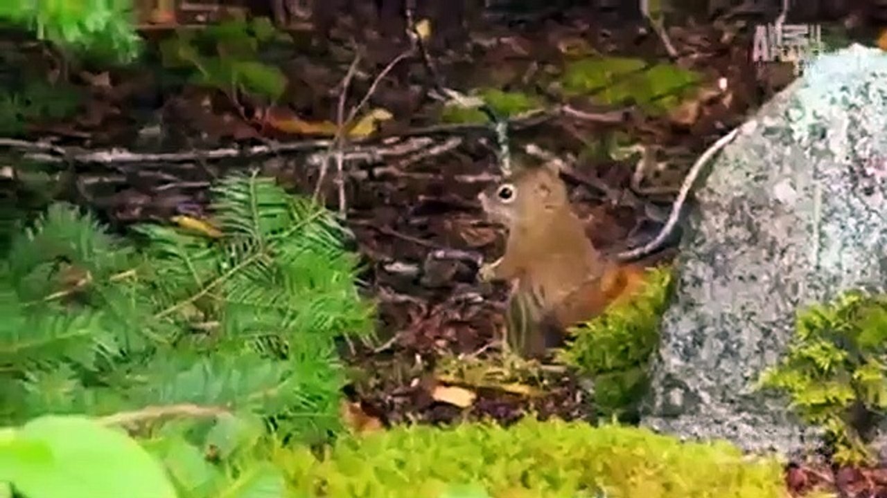 North Woods Law - Se3 - Ep01 HD Watch