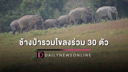 ช้างป่ารวมโขลงร่วม 30 ตัว โป่งทุ่งกวาง เขาใหญ่ อวดโฉมนักท่องเที่ยว | HOTSHOT เดลินิวส์ 02/02/66