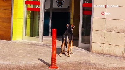 Duygulandıran dostluk: Tedavi gören engelli sahibini saatlerce kapıda bekliyor