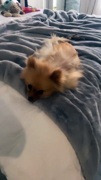 Véronika Loubry donne des nouvelles de 21, le chien de Thylane Blondeau.