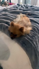 Véronika Loubry donne des nouvelles de 21, le chien de Thylane Blondeau.