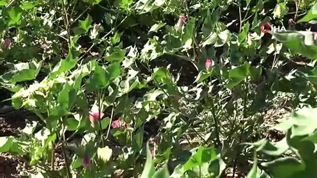 Diyarbakır tarımı çığır açtı: 813 tane tesis kuruldu, 452 milyon TL karşılıksız hibe aktarıldı