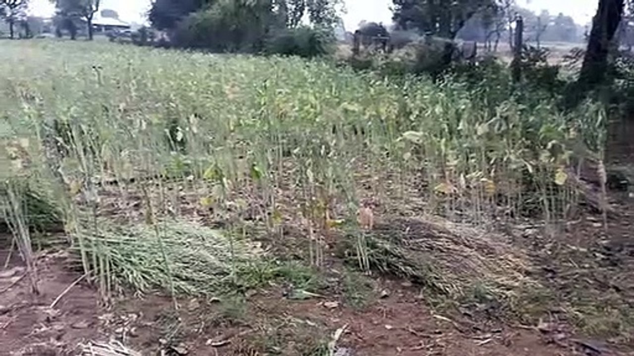 बारिश ने किसानों की उम्मीदों पर फेरा पानी, ओले व बिजली गिरी