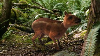 Nova - Se46 - Ep09 - First Horse Warriors HD Watch