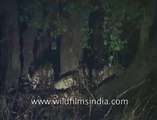 Tiger family feasting at night in Indian central jungle