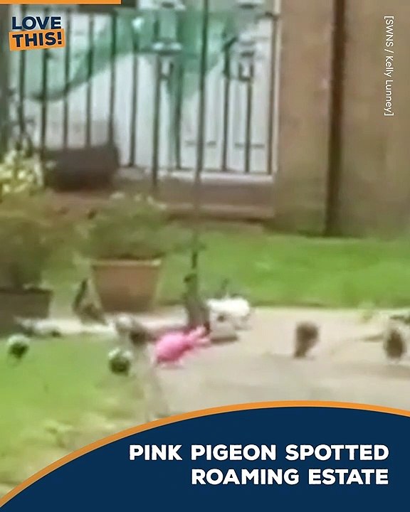 Ever seen a pink pigeon ??