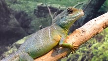 Animal Sounds (26 Amazing Animals)