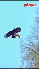 बापरे! गरुड चक्क  मेंढीचं कोकरु घेऊन  आकाशात झेपावला