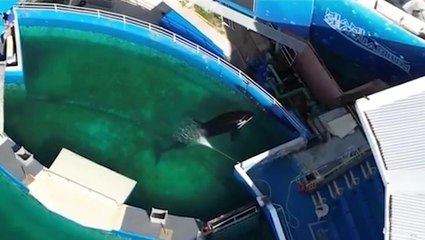 Aerial footage reveals orca in tiny pool metres from ocean