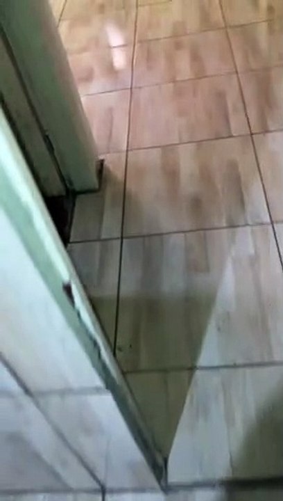 Kitten's Adorable Sneak Attack