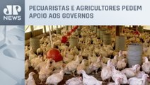 Registro de influenza aviária preocupa produtores