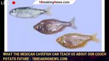 108702-mainWhat the Mexican cavefish can teach us about our couch potato future - 1breakingnews.com