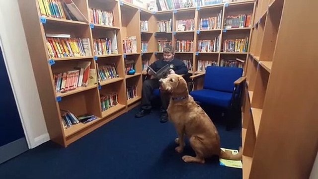 Meet Autumn and Beau the school Labradoodles improving Sunderland children's reading, attendance and wellbeing