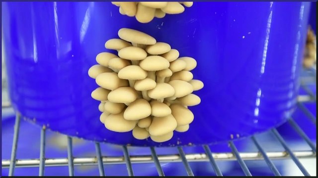 Meet the Leeds lads behind the gourmet mushroom business that’s starred in the Hairy Bikers’ new show