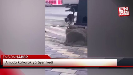 Amuda kalkarak yürüyen kedi