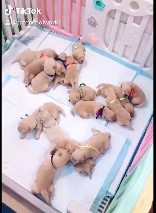cute baby dogs  4